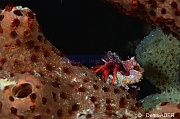 Paguristes-cadenati Pagure rouge Bonaire Buddy Reef-12m-20180218nuit-Denis-ADER-DSC_6422_tn